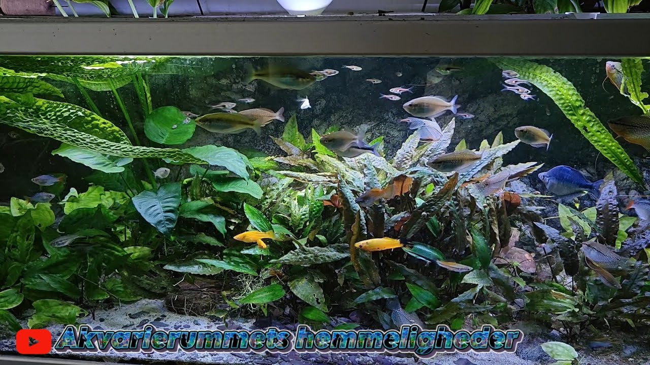 Akvarie gennemgang del 2
