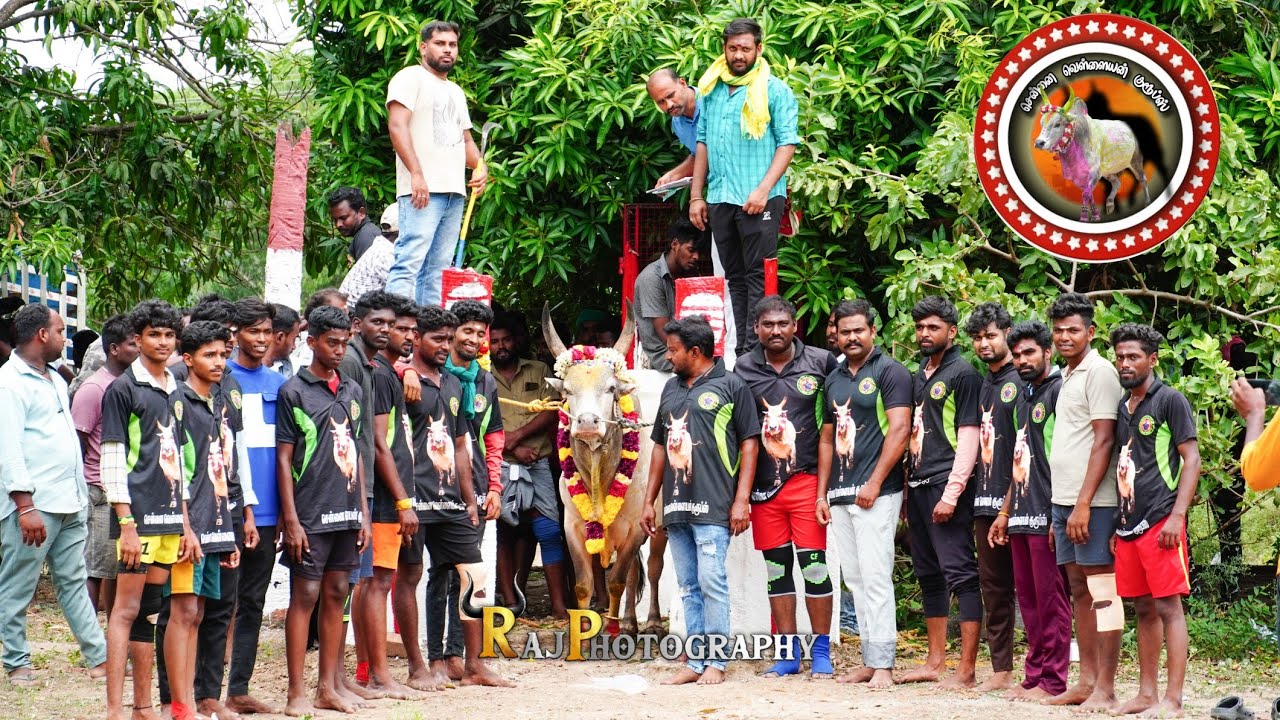 சென்னை வெள்ளையன் குரூப்ஸ் நடத்திய பயிற்சி ஜல்லிக்கட்டு #jallikattu