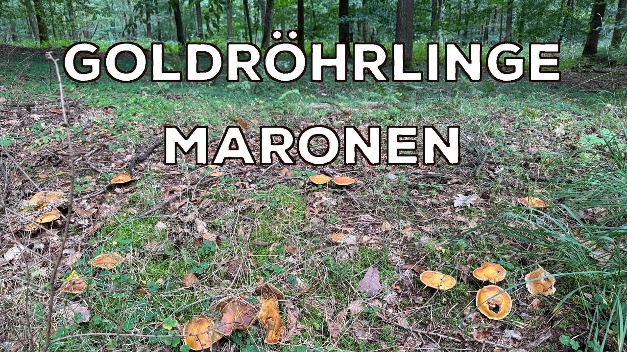 Pilzspaziergang September 2024 (3) - Goldröhrlinge eskalieren, Maronen, Steinpilze, Hexeneier...