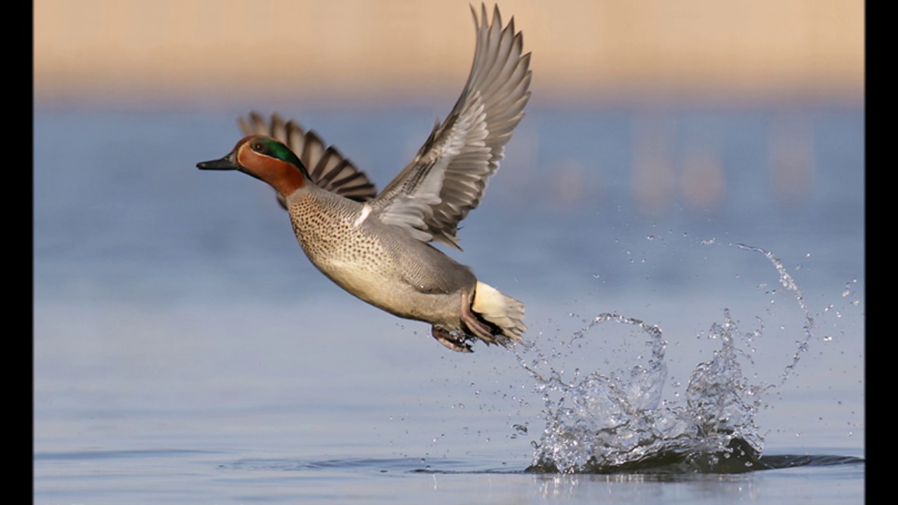 Song of the Green winged Teal(( Canto del Alzavola))