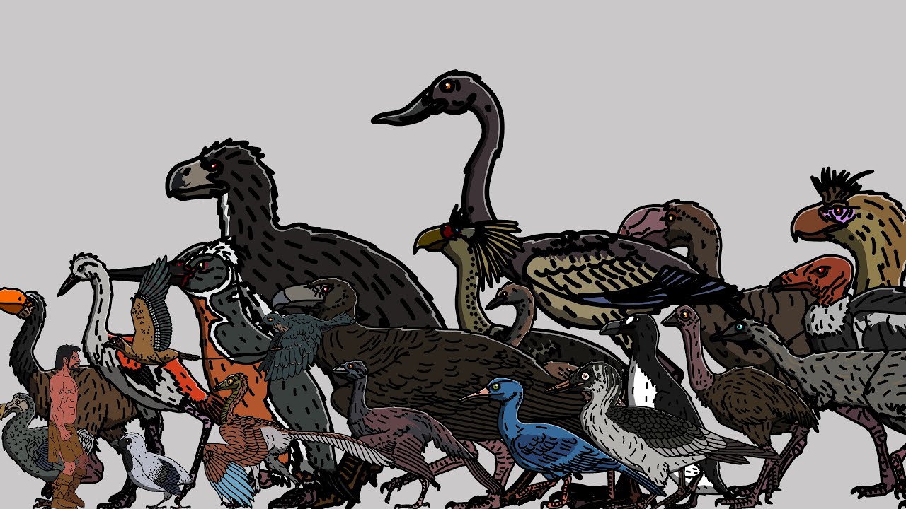Size Comparison: Prehistoric Extinct Birds.