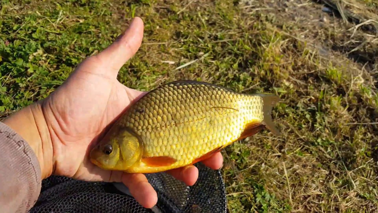 Wędkowanie na własnym stawie: karaś , karp , lin