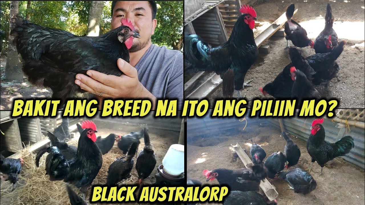 Bakit ang Black Australorp ang napili kung breed na paramihin?