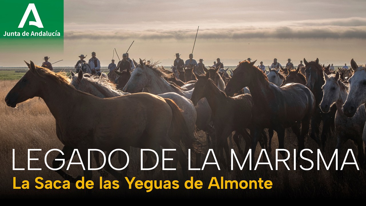 Documental 'Legado de la Marisma. La Saca de las Yeguas de Almonte'