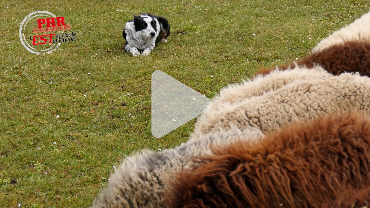 Une matinée autour du chien au Lycée d'Obernai