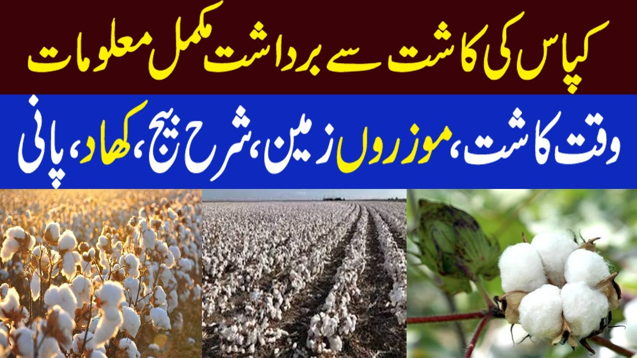 Best Bethod of Cotton Farming 2023 | کپاس کی کاشت