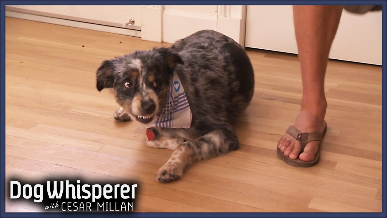Aussie Shepherd Goes into a Jealous Frenzy! l Dog Whisperer With Cesar Millan