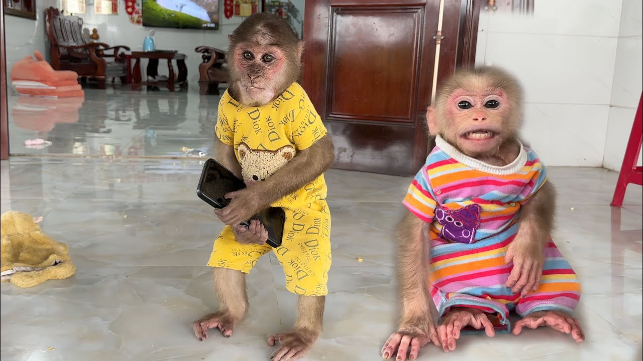 Sin Sin's shocking reaction when her baby monkey SuBi becomes addicted to her phone and runs away.