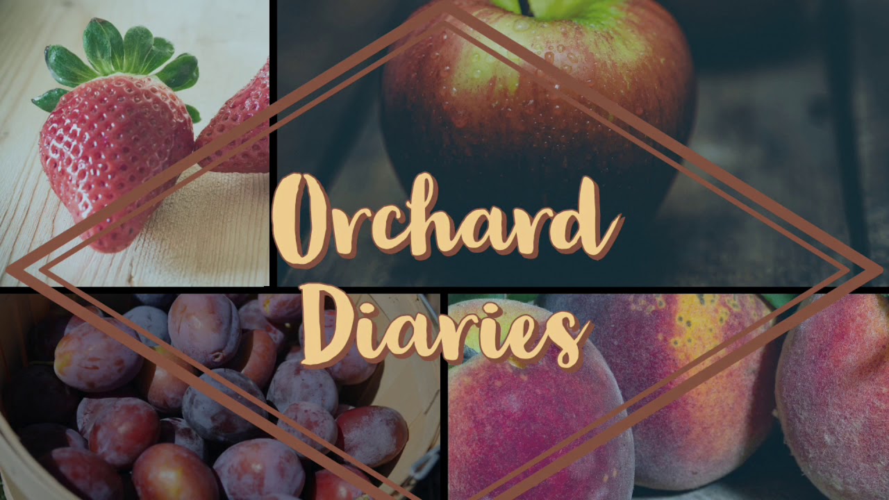 Orchard Diaries
