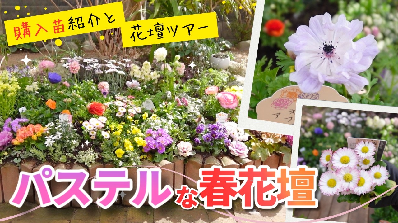 【春の花壇】アネモネとラナンキュラスで彩る！購入苗紹介＆植えつけツアー｜パステル感あふれる花壇を作りたい！