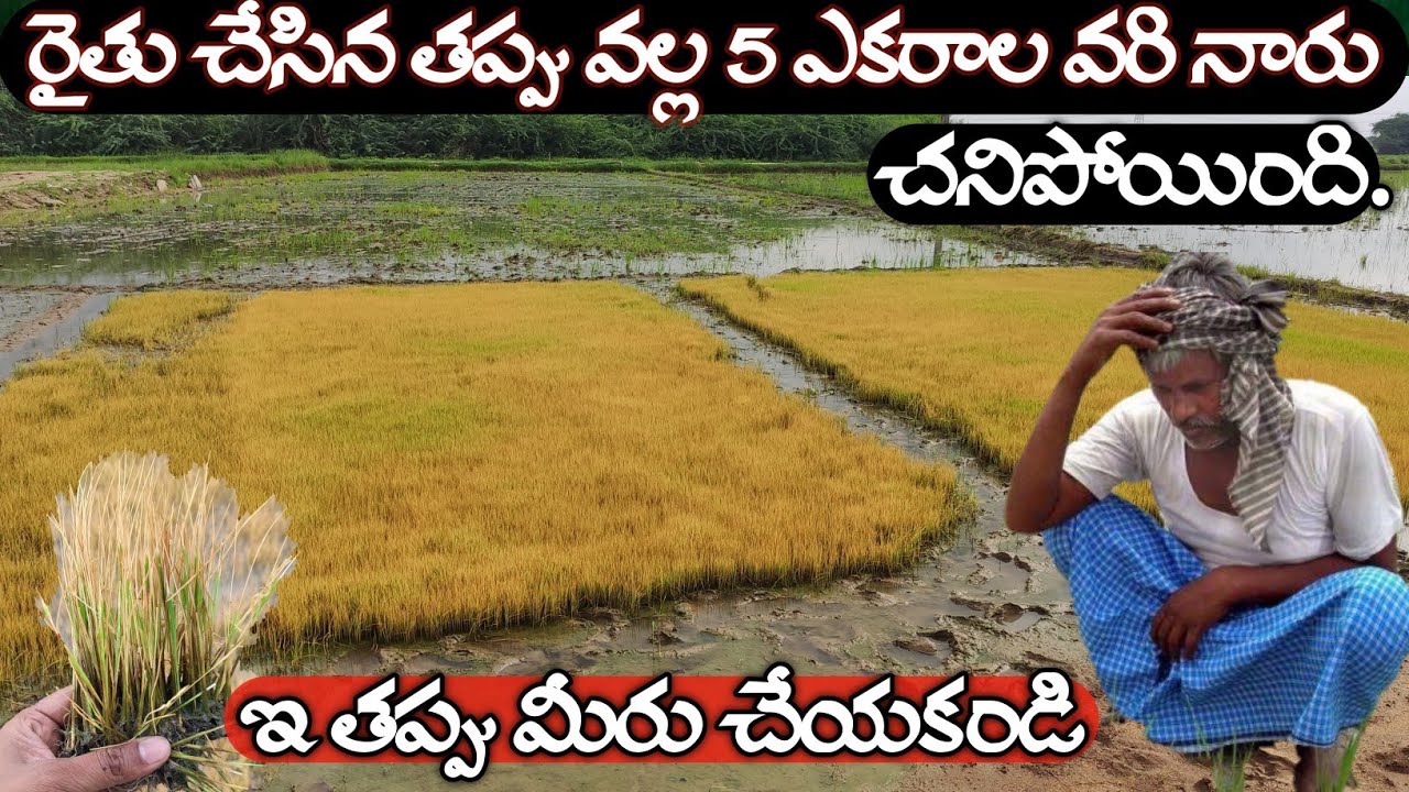 రైతు చేసిన తప్పు వల్ల 5 ఎకరాల వరి నారు చనిపోయింది ఇ తప్పు మీరు చేయకండి | Rythuseva Agritech