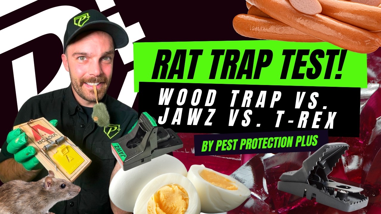What Is The Best Rat Trap To Get Rid of Rats?