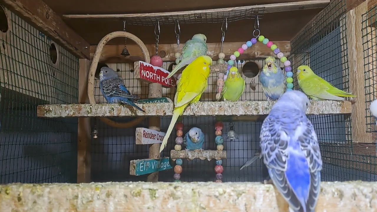 Parrot Chicks in Real Footage
