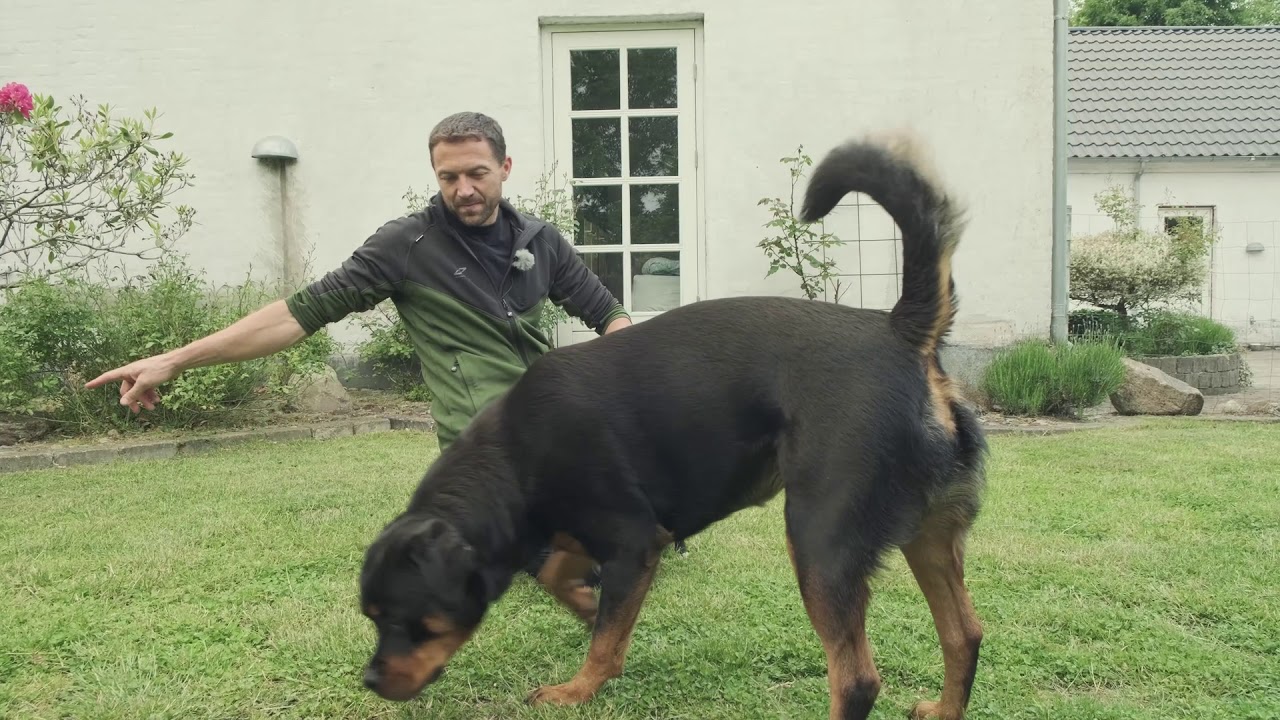 Hundetræning med Jan fra Egely Hunde - del 1 af 2