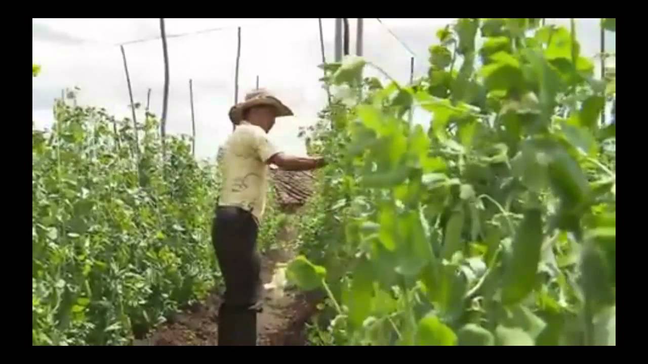 ¿Cuánto le puede costar un cultivo de arveja?