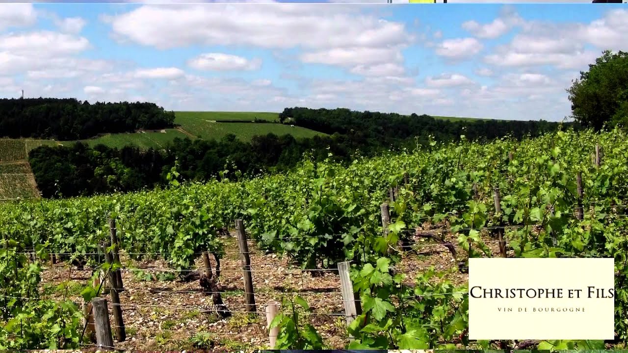 Le travail des sols au Domaine Christophe et Fils