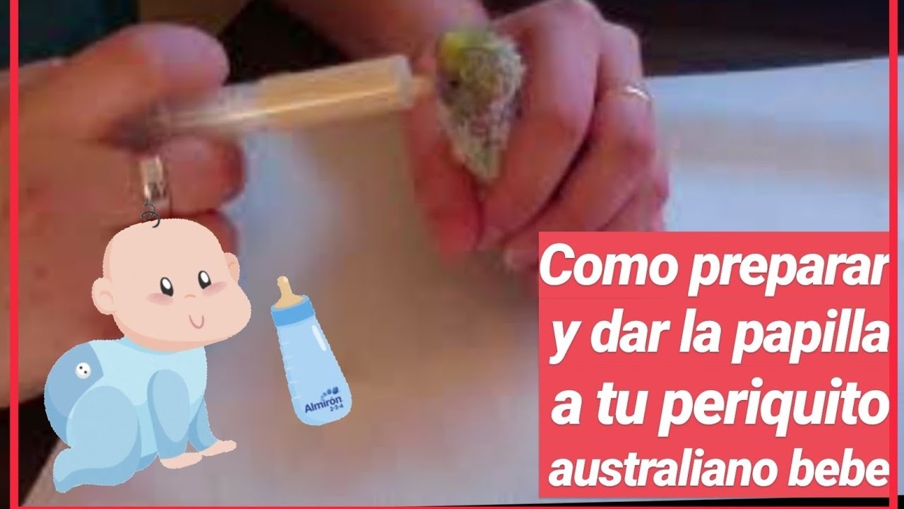 🐦🍼 como ALIMENTAR a un PERIQUITO australiano (PAPILLERO)