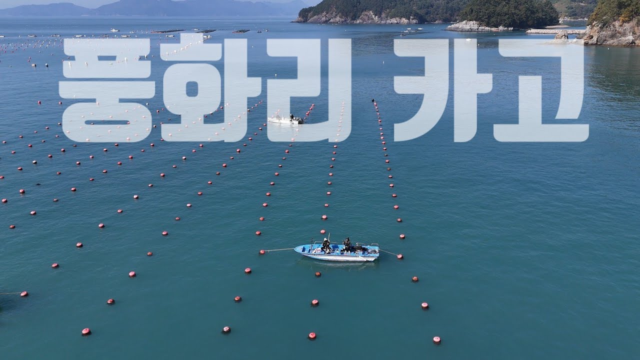 감성돔 카고 통영 풍화리 카고 감성돔터졌어요#선외기카고낚시#감성돔낚시#카고낚시