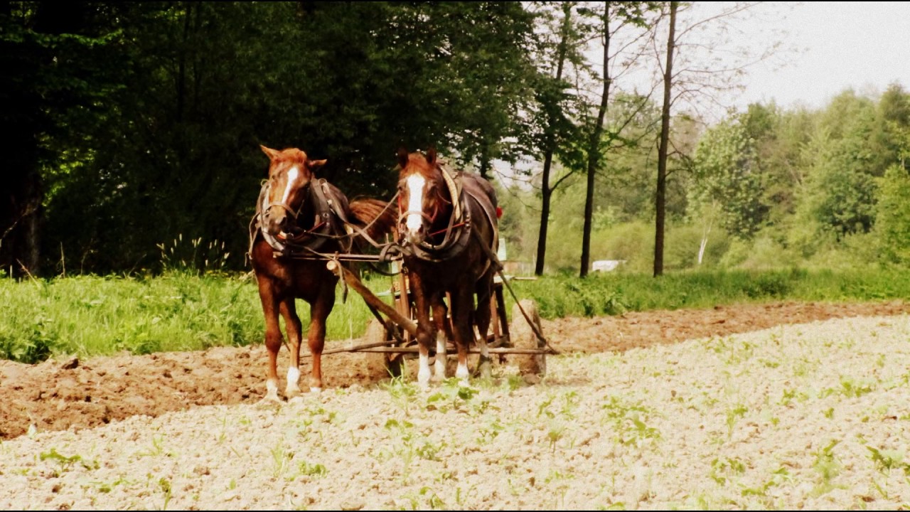 Przodek Konny Tuch&oacute;w