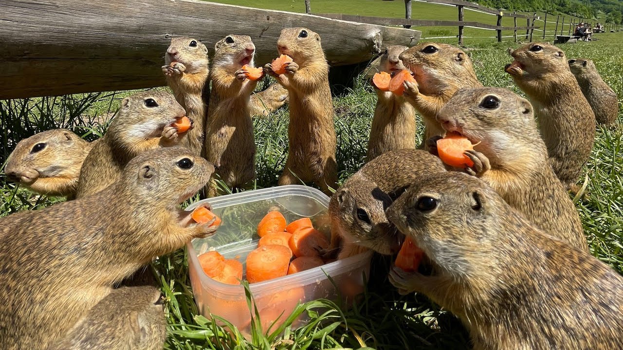 Sysľovisko Muráň super miesto na rodinný výlet syseľ pasienkový NP Muránska planina squirrel meadow