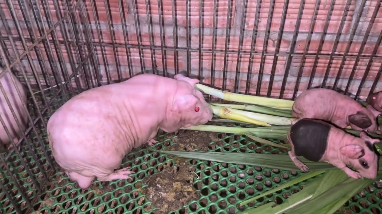 Bọ không Lông ( còn gọi là bọ Hà mã mini ) 
