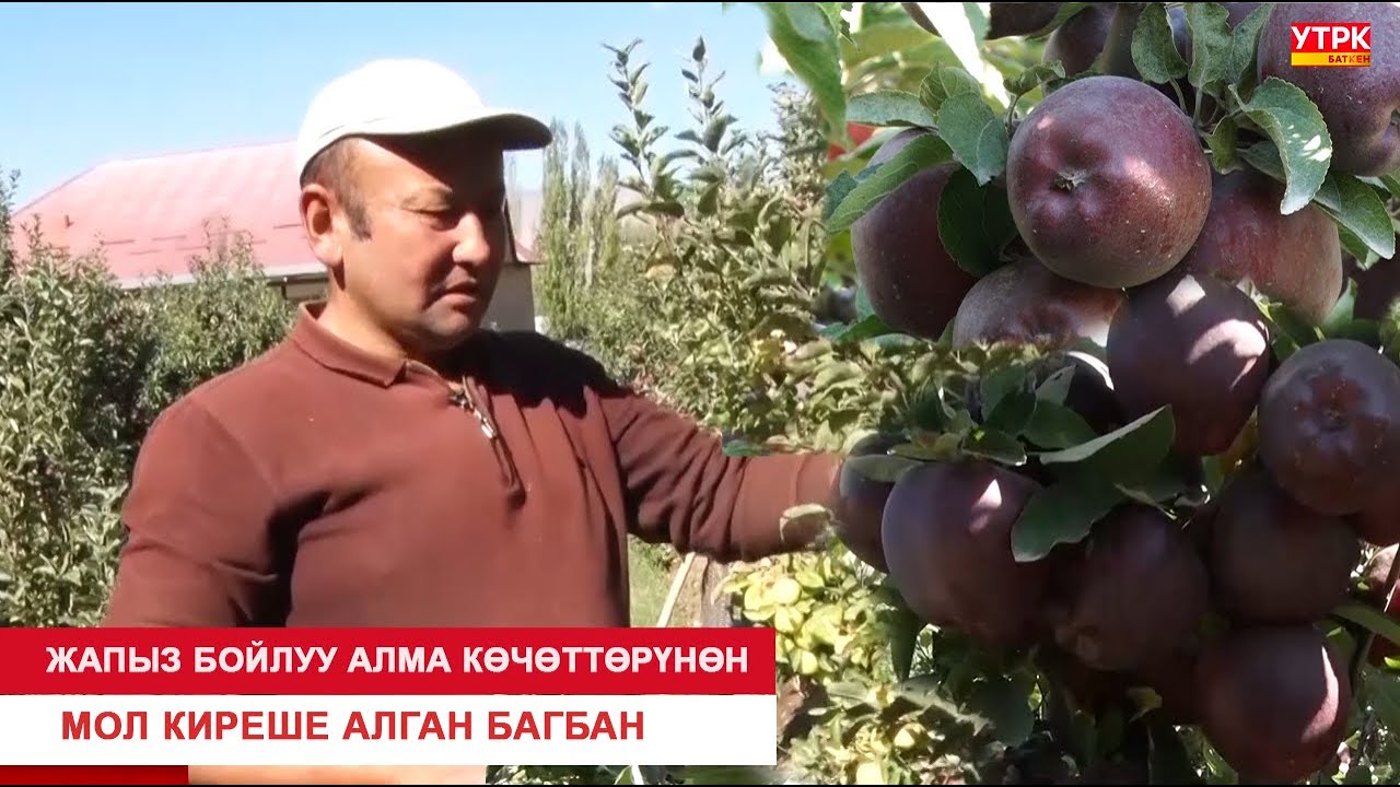 ЖАПЫЗ БОЙЛУУ АЛМА КӨЧӨТТӨРҮНӨН МОЛ КИРЕШЕ АЛГАН БАГБАН