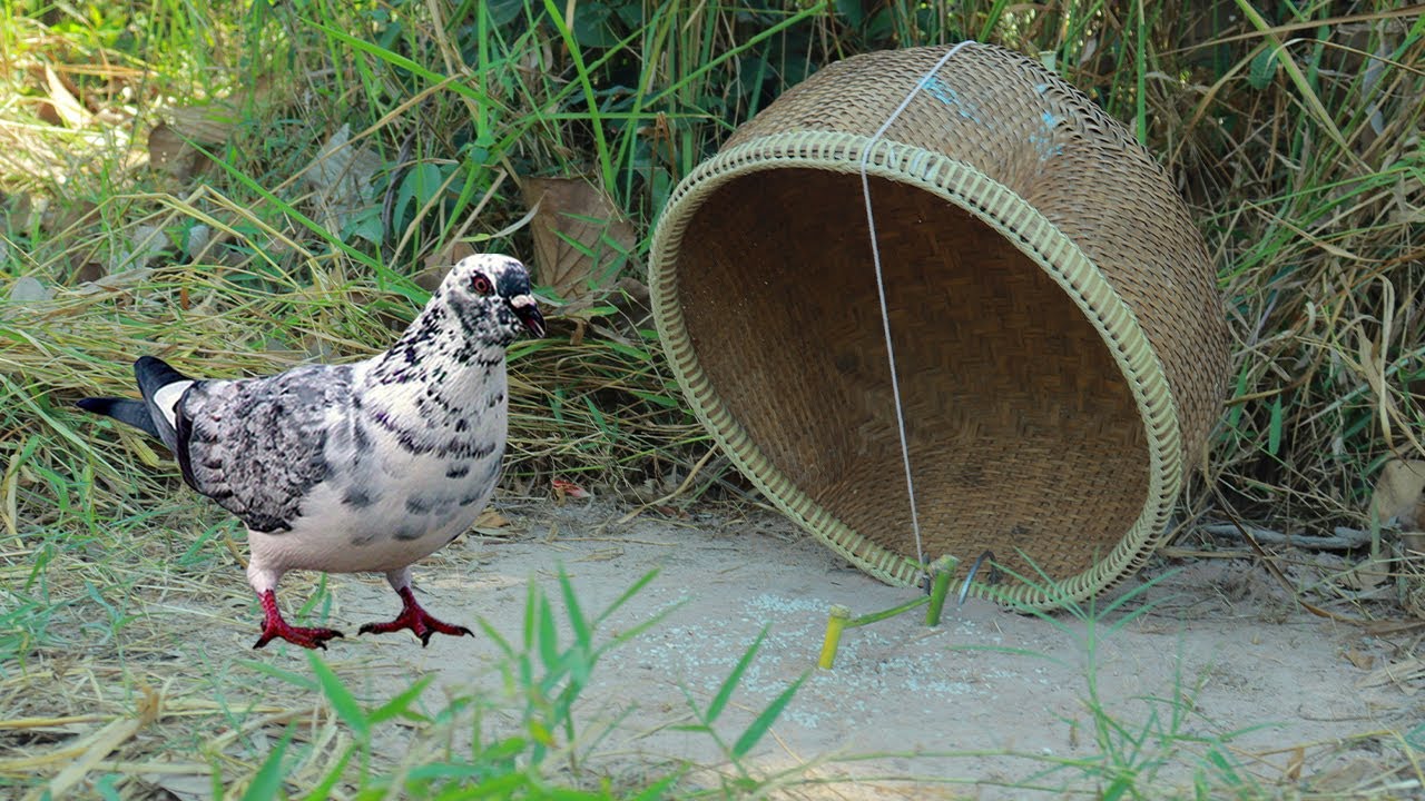 Excellent Bird Trap ! Creative Method Easy Pigeon Trap Using Bamboo Basket