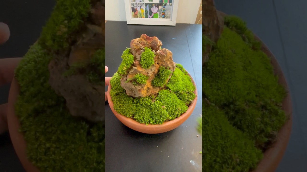 Making Mud Pot Terrarium | Moss Terrarium | Stone Art | 🪴 #mossterrarium