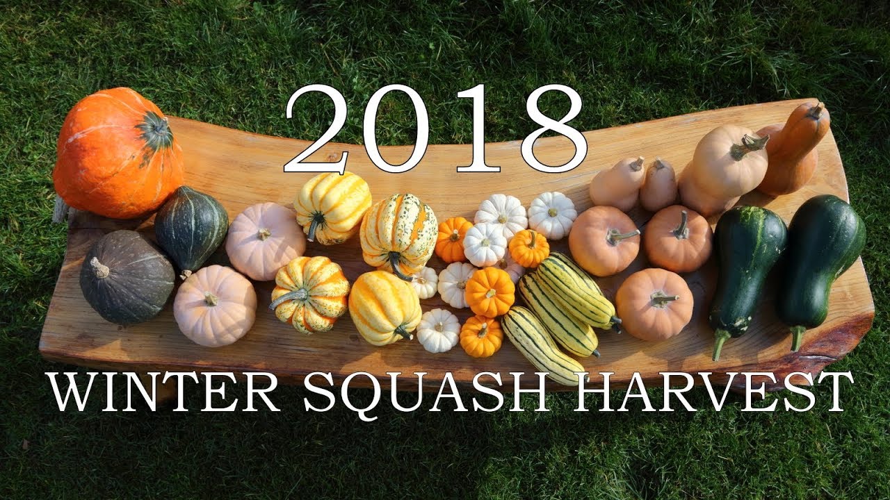 2018 Winter squash harvest - 11 varieties!