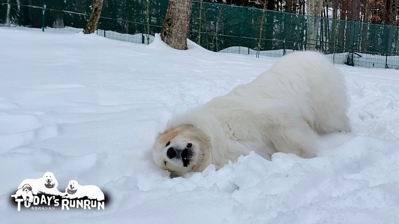大好きな雪が降った後はアウトドア派に転向するアランです　Great Pyrenees　グレートピレニーズ