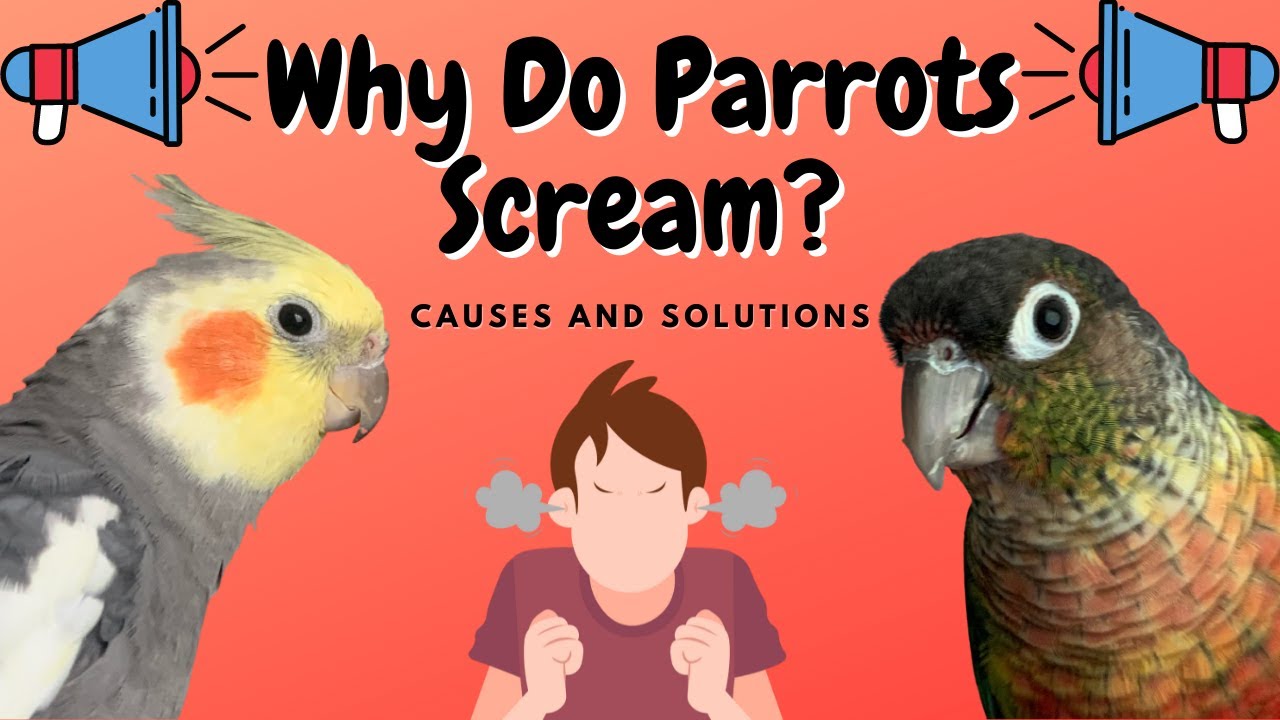 Why Do Parrots Scream? | How To Prevent it! | TheParrotTeacher