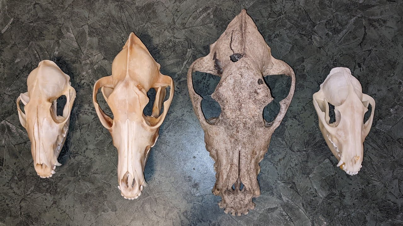 Canine Skulls Comparison | Educational Video | Wolf, Fox, Coyote, Raccoon Dog