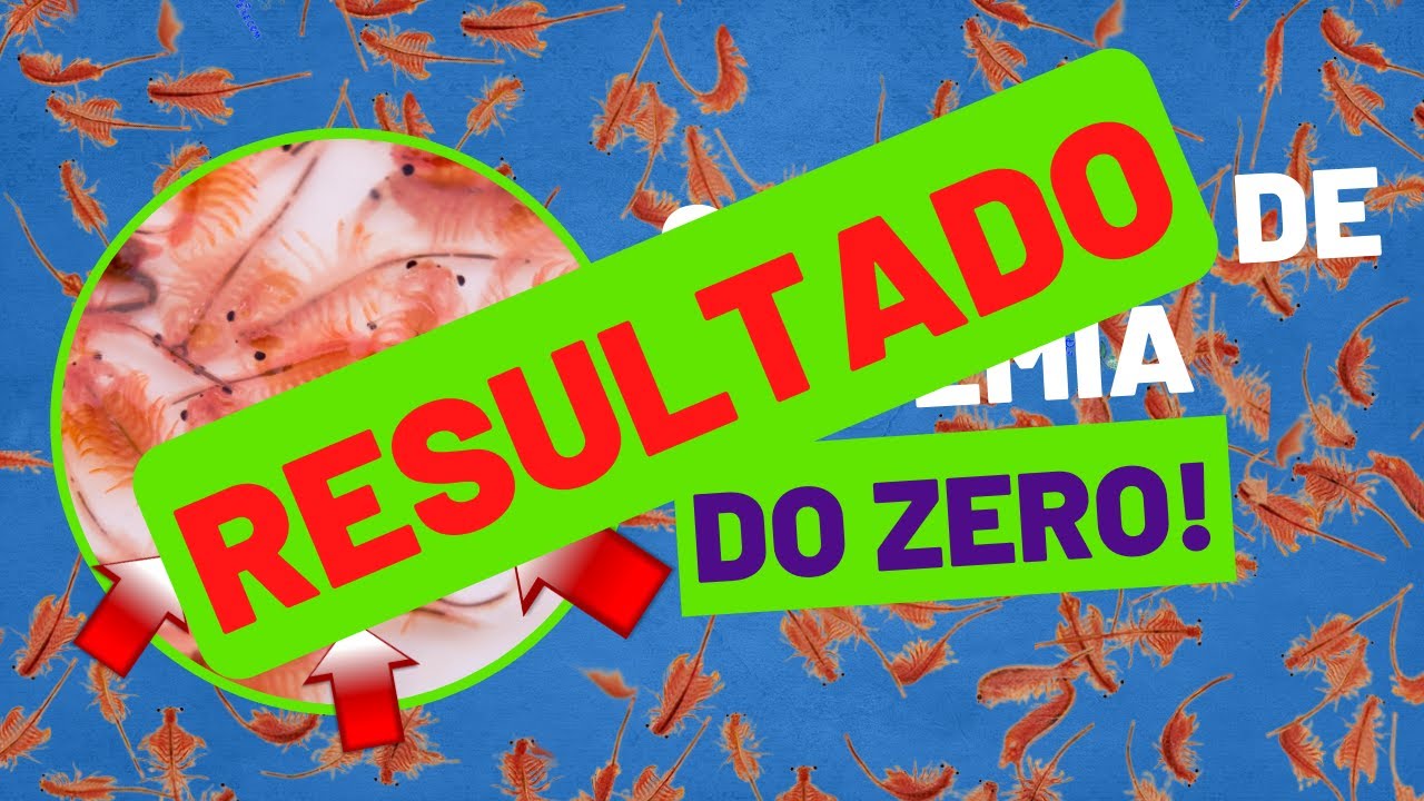 Criação de Artêmia do Zero (Resultado)