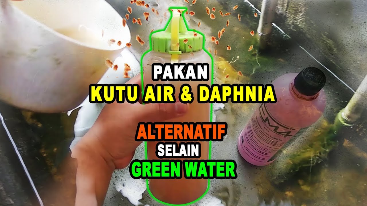 Membuat Pakan untuk Kultur Kutu Air ataupun Daphnia  alternatif selain Green Water