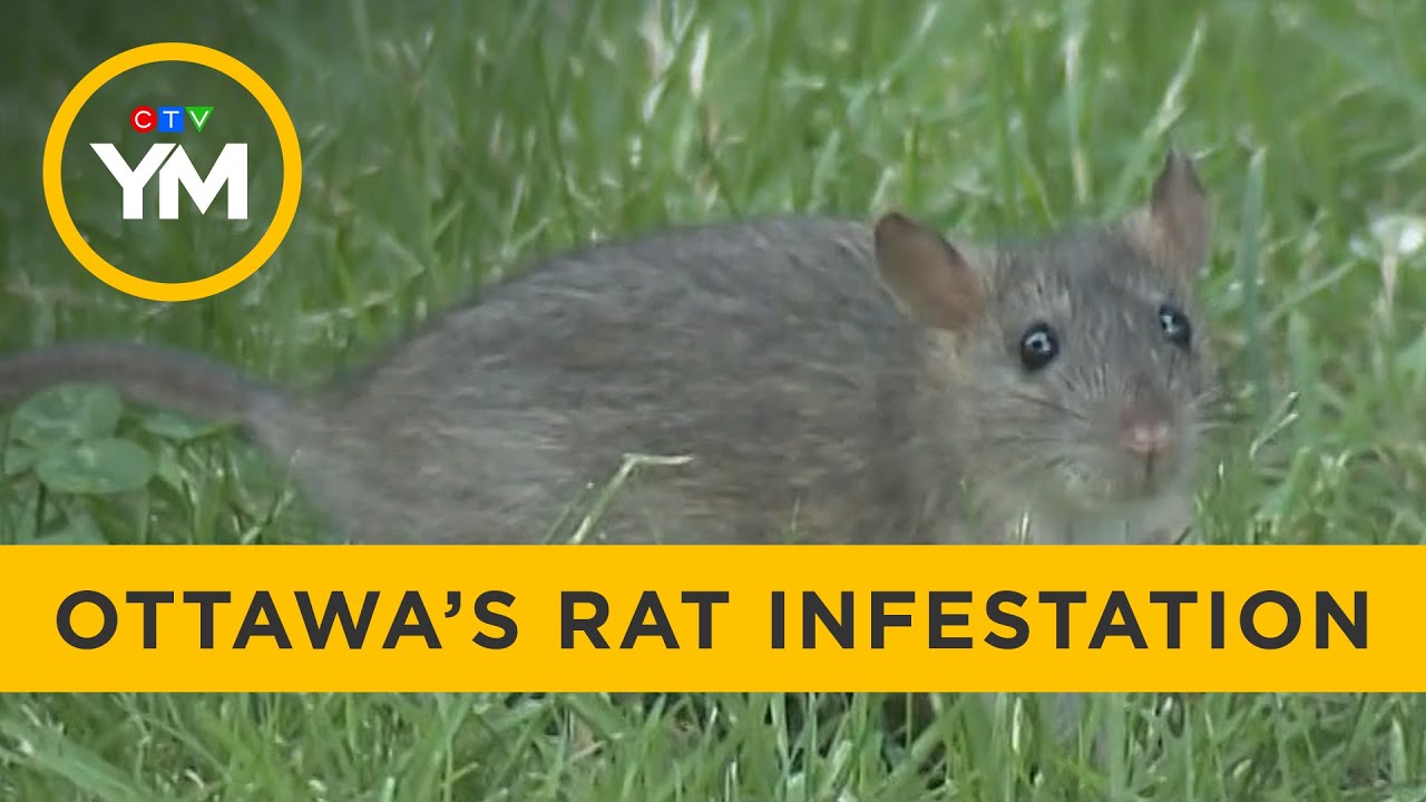 Ottawa Neighbourhoods Overwhelmed by Rats | Your Morning