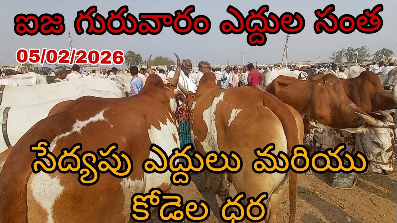 ఐజ గురువారం సంతలో సేద్యపు ఎద్దుల తాజా ధరలు | Ija Thursday Market Farming Oxen Prices Today | 
