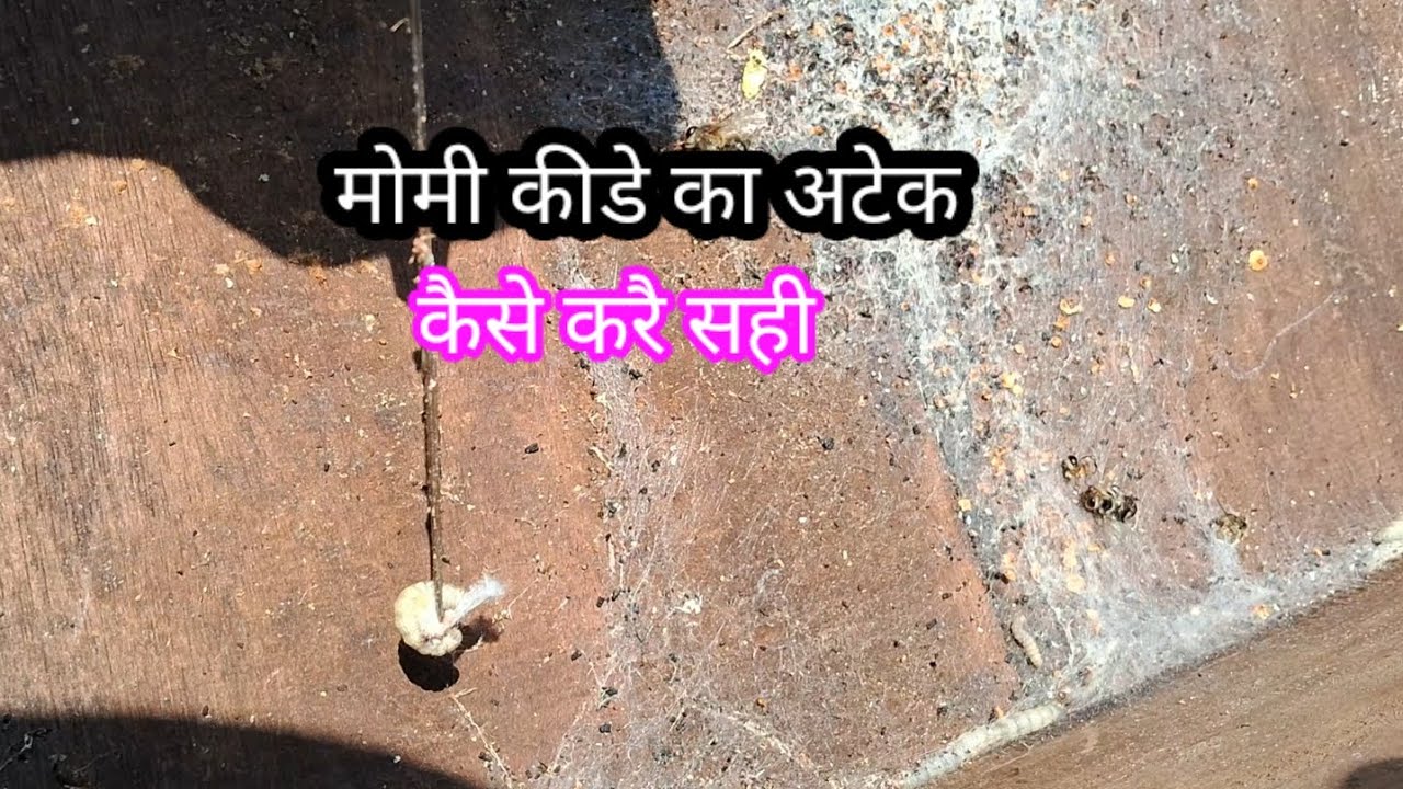 मोमी कीडे से कैसे बचाऐ मधुमक्खियों को