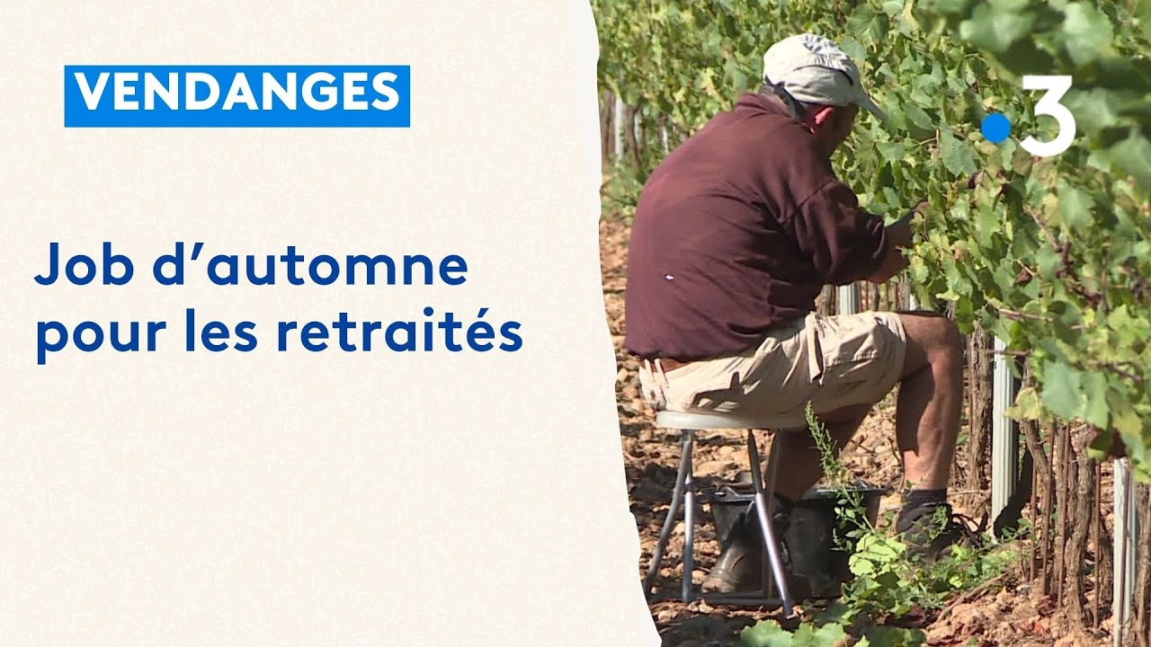 Vendanges : job d'automne pour les retraités