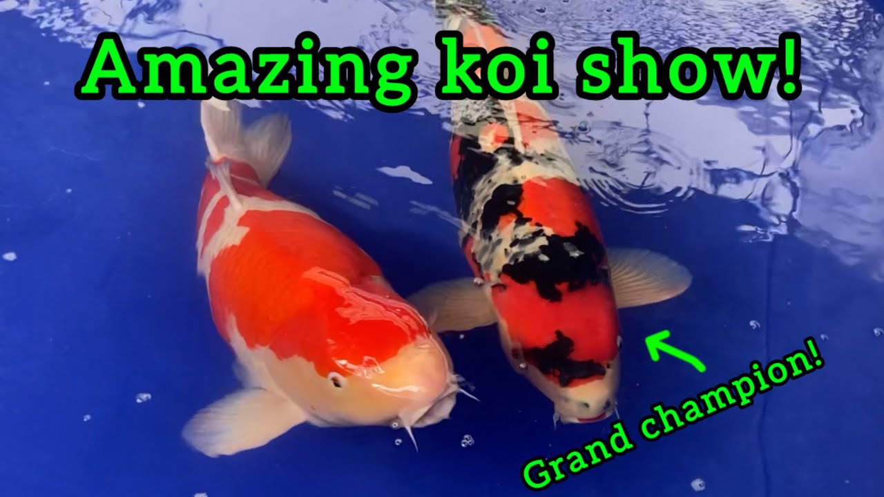 My first KOI SHOW! The Crouch valley koi show 2025.