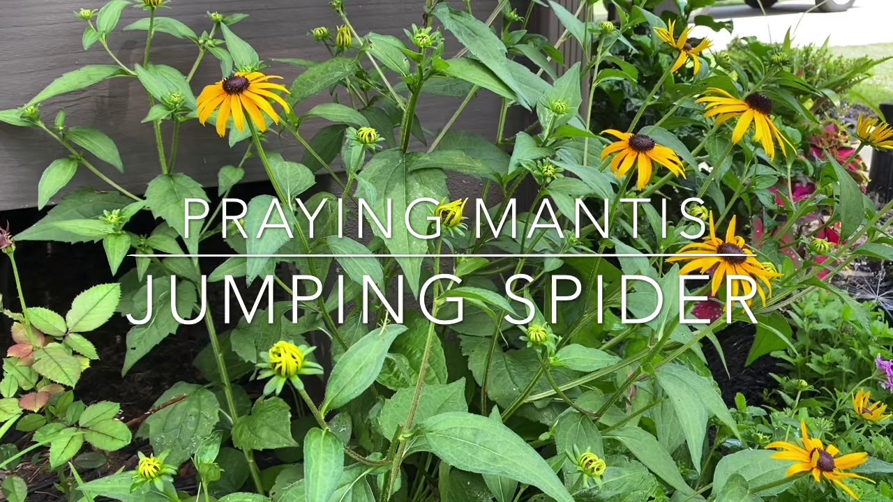 Praying Mantis and Jumping Spider
