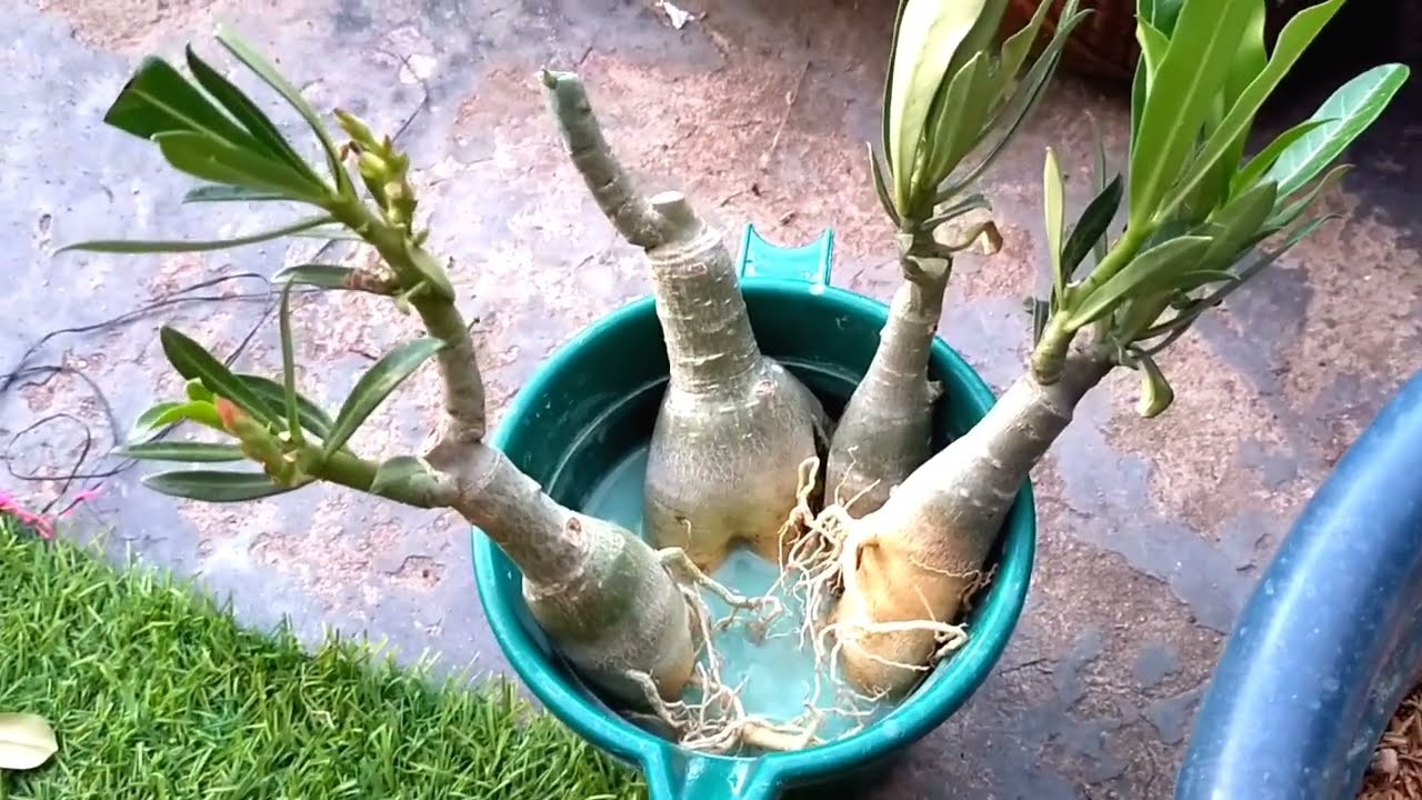ऑनलाइन अडेनियम मंगाने के बाद उनको रिपोट कैसे करें और किन बातों का ध्यान रखें ll how to repot adenium