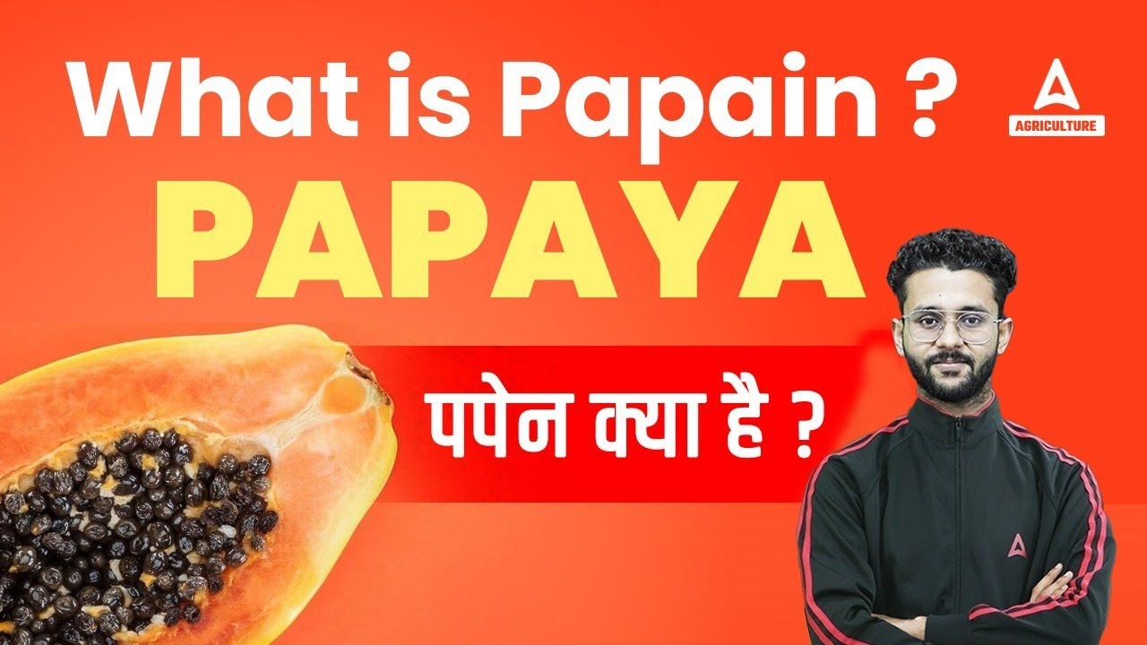 What is Papain? पपैन क्या है? Papain Extraction from Papaya | Papain Uses Papain Enzyme Agriculture