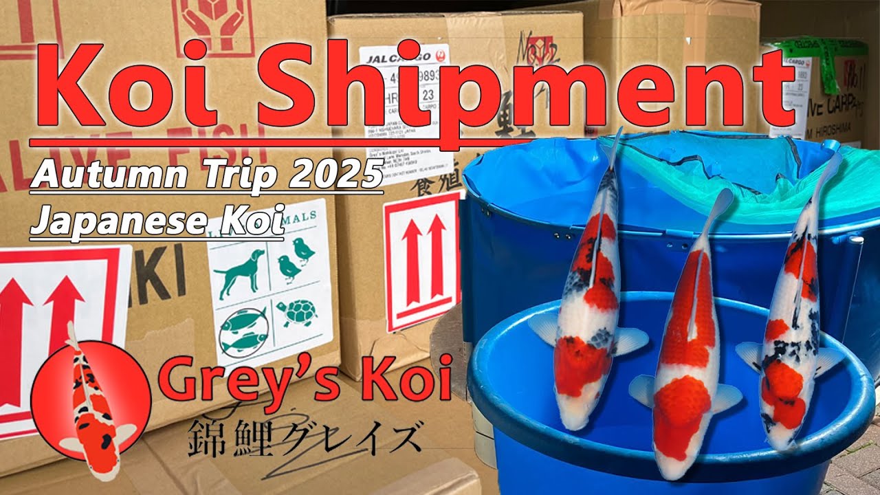 Grey’s Koi Autumn 2025 Shipment – Direct from Southern Japan Breeders – Japanese Koi Carp