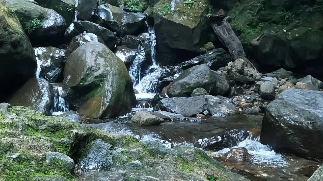 Calm River Flow with Birds - Sleep Fast with Peaceful Nature Sounds | Focus & Relaxation | ASMR