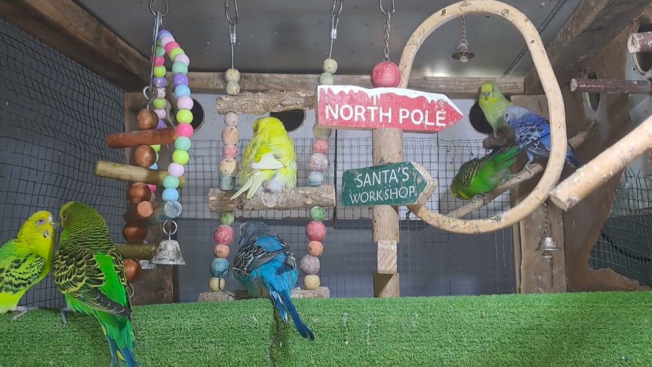 “Guess what he just said!? 🤯🦜 #ViralVideo”