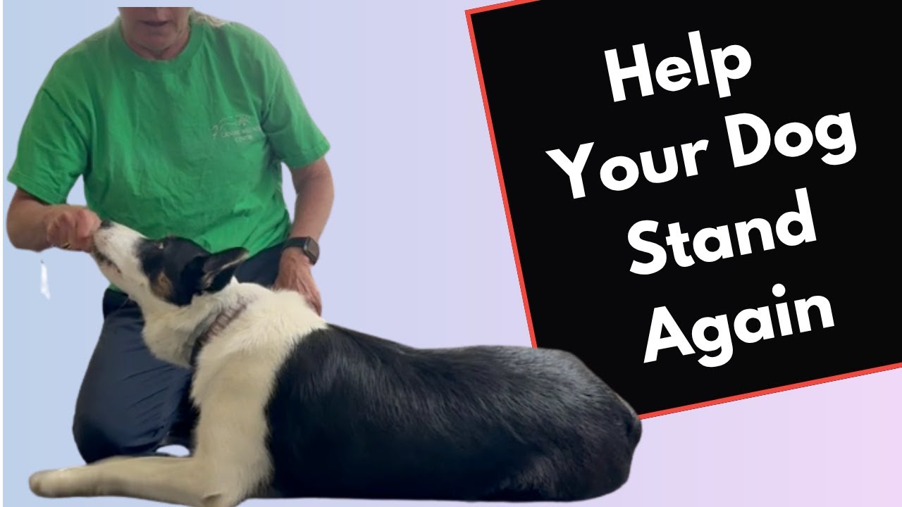 This Simple Exercise Can Help Your Paralyzed or Senior Dog!