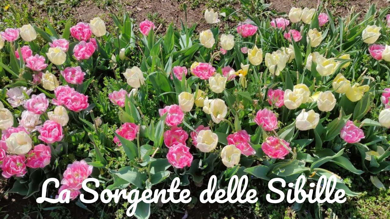🧿Lui dimostrerà che il tuo ex è sempre stato una serpe narcisista 💥🧿♦️