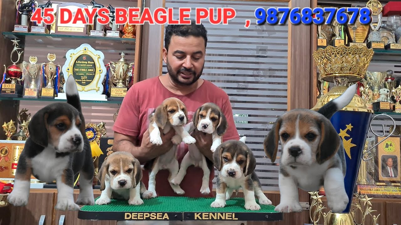 BEAGLE PUPPY 45 DAYS || TOP QUALITY