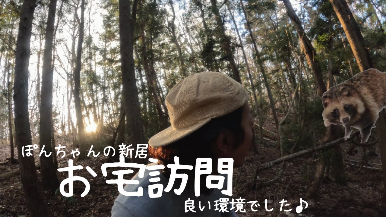 【たぬきのぽんちゃん】新居をお宅訪問　ぽんちゃんは不在でした〜　なかなか良い感じの環境じゃないですかね！
