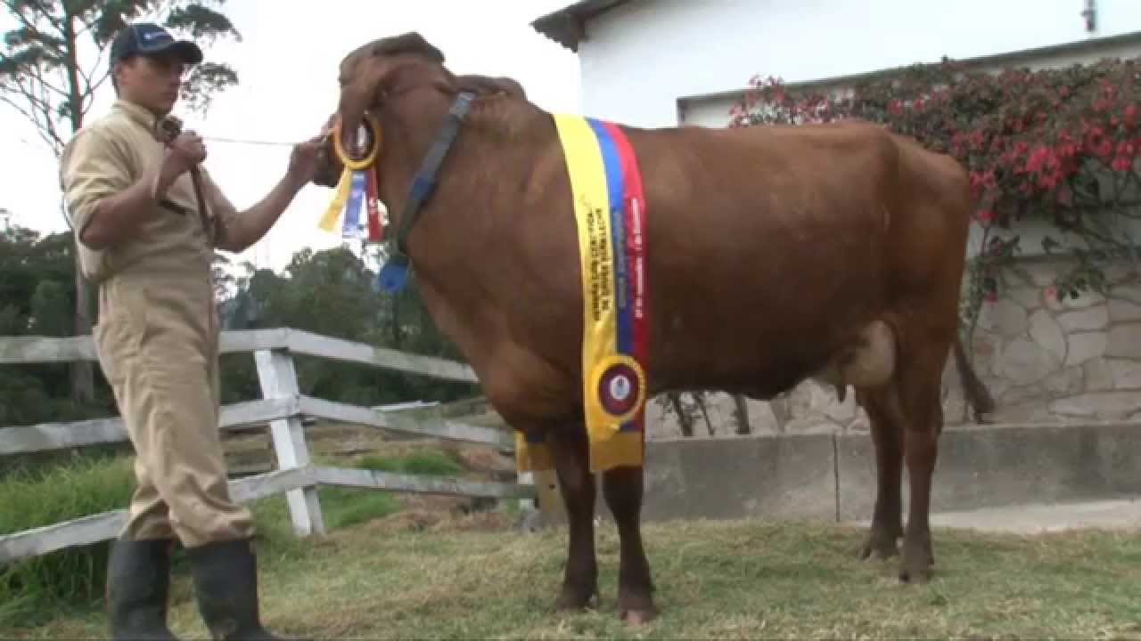 EMPRESARIOS DEL CAMPO AYRSHIRE HACIENDA EL TREBOL 21/02/2015